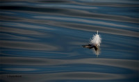 Floating Feather #1