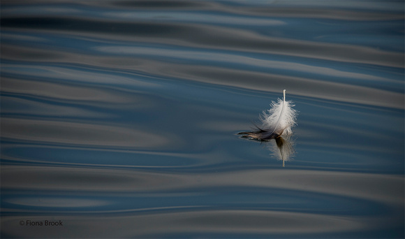 Floating Feather #1