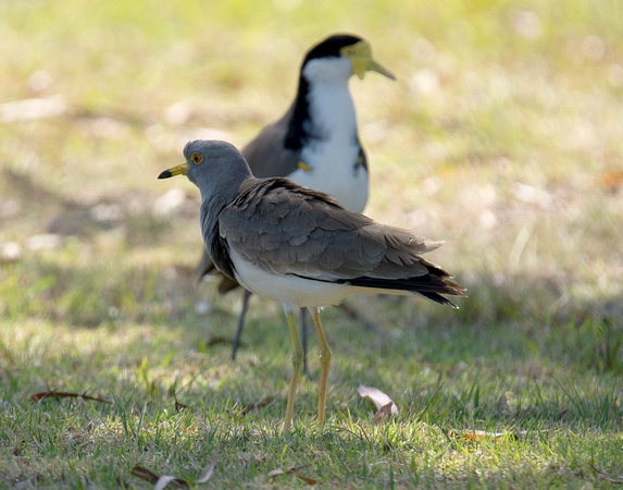 Grey-headed Lapwing with Masked Lapwing